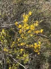 Acacia rigens
