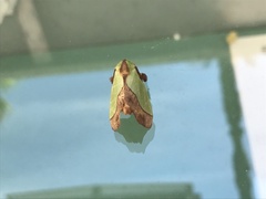 Parasa lepida