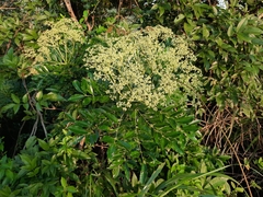 Zanthoxylum avicennae