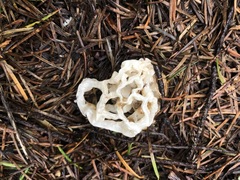 Ileodictyon cibarium