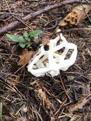 Ileodictyon cibarium