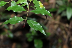Syzygium francisii