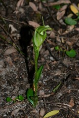 Pterostylis foliata