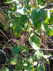 Amelanchier spicata