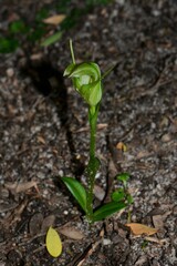 Pterostylis foliata