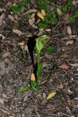 Pterostylis foliata