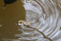 Fowlea flavipunctata