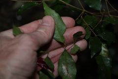 Syzygium francisii