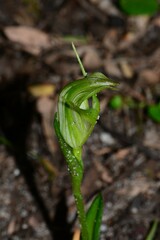 Pterostylis foliata