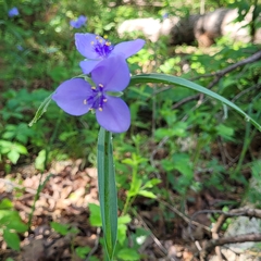 Tradescantia ohiensis
