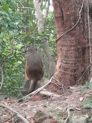 Macaca mulatta