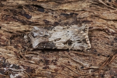 Agrotis puta