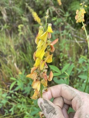 Crotalaria