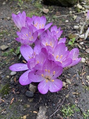 Colchicum