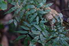 Arthropteris tenella
