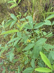 Crotalaria