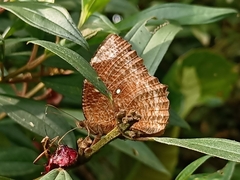 Elymnias hypermnestra beatrice