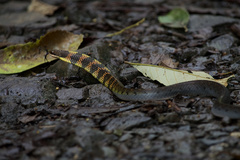 Erythrolamprus epinephalus