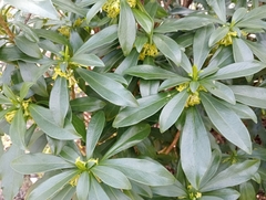 Daphne laureola
