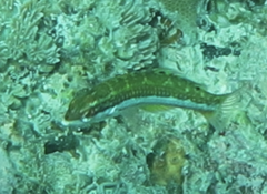 Thalassoma