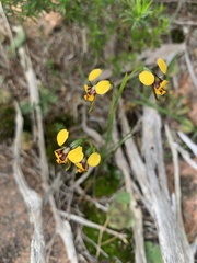 Diuris palustris