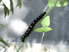 Oraesia emarginata