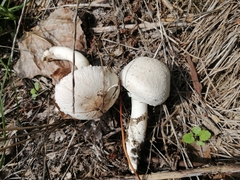 Leucoagaricus barssii