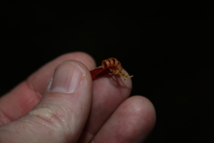 Benthamina alyxifolia