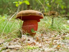 Neoboletus luridiformis