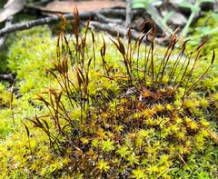 Syntrichia antarctica