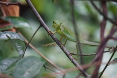Bronchocela cristatella