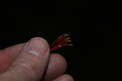 Benthamina alyxifolia