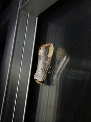 Phalera takasagoensis