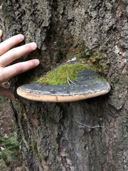 Phellinus populicola