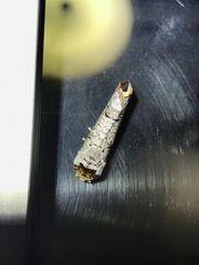 Phalera takasagoensis