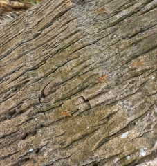 Oecophylla smaragdina