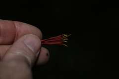 Benthamina alyxifolia