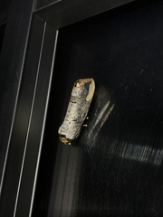 Phalera takasagoensis