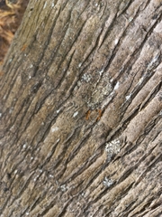 Oecophylla smaragdina