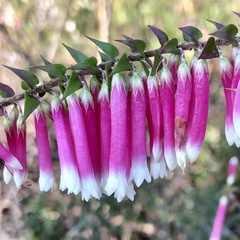 Epacris longiflora