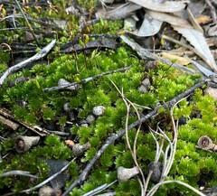 Rosulabryum