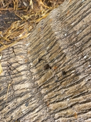 Oecophylla smaragdina