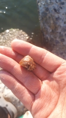 Tegulidae