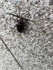 Prionus coriarius