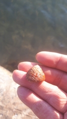Tegulidae