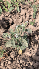 Heliotropium europaeum