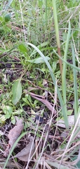 Diuris pardina
