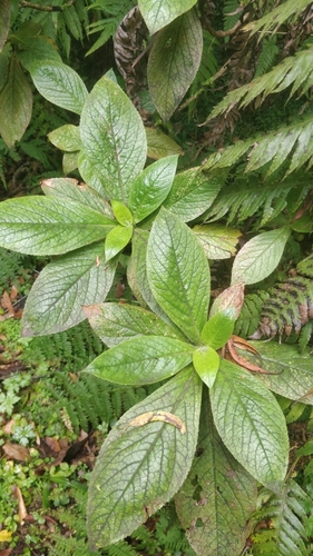 Digitalis sceptrum image