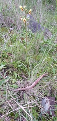 Diuris pardina