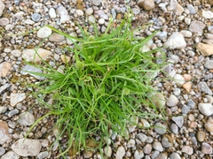 Cyperus michelianus